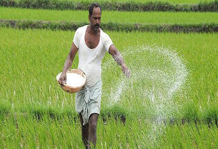 Govt buys Kharif paddy worth Rs 1.26 Lakh Crore at MSP 